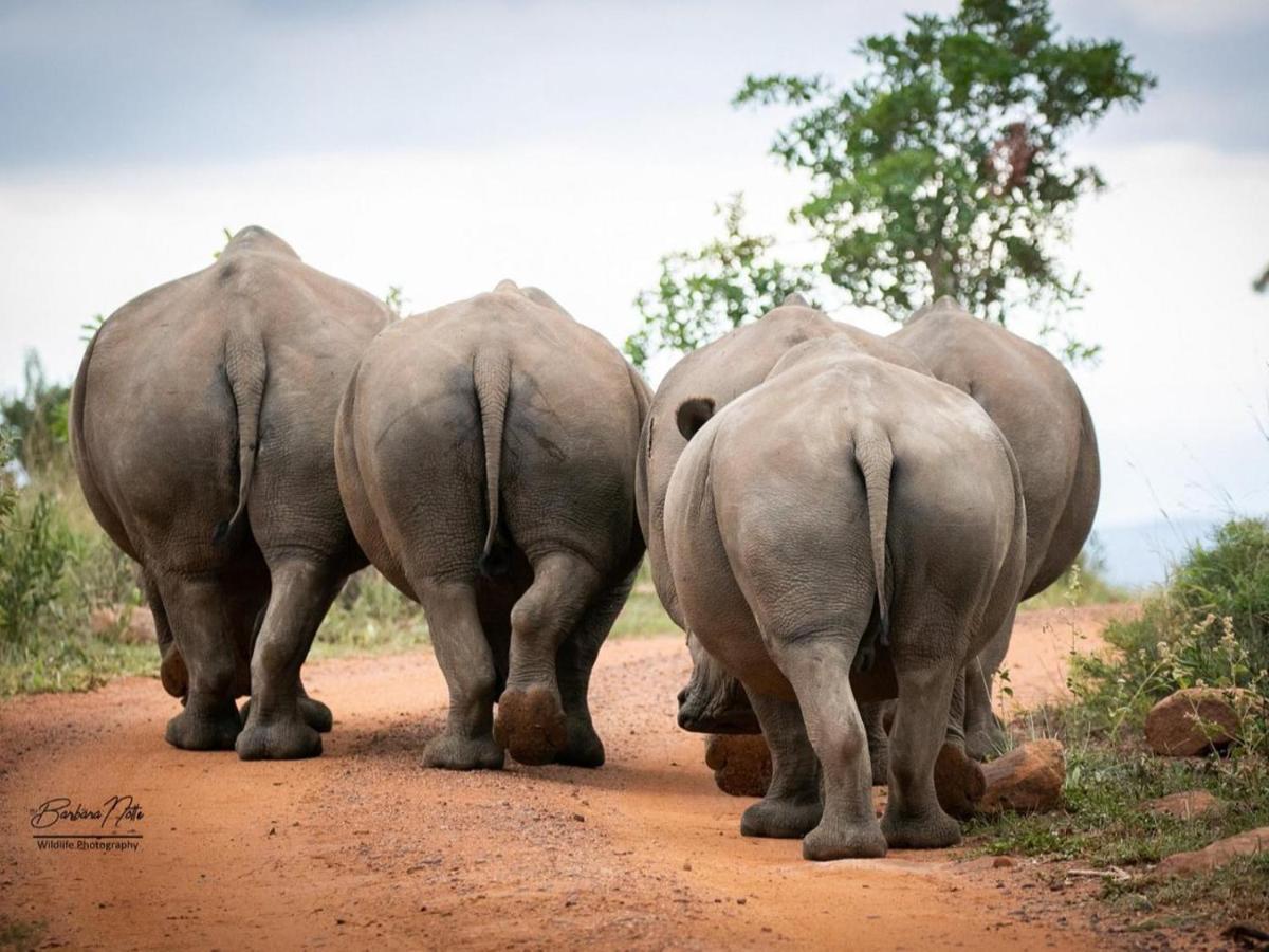 Elephants Crossing Welgevonden Ngoại thất bức ảnh