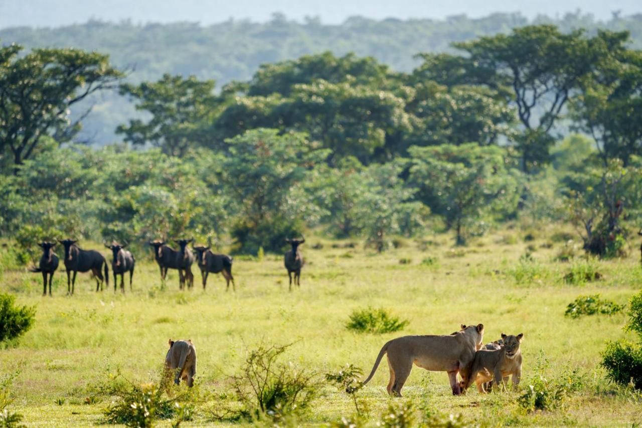 Elephants Crossing Welgevonden Ngoại thất bức ảnh